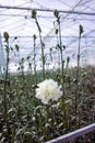 ÃÂ¡ultivation of Dianthus caryophyllus, theÃÂ carnation flowering